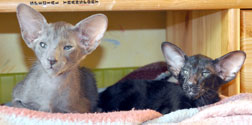 Oriental kittens at the age of 9 weeks