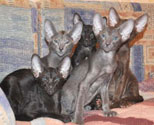 Oriental kittens at the age of 2.5 months