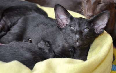 Ориентальный котенок, окрас черный, возраст 2 месяца