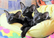 oriental kittens, photos at 2.5 months