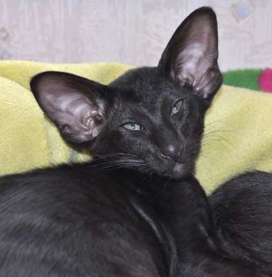 Ориентальный котенок, окрас черный, возраст 2.5 месяца