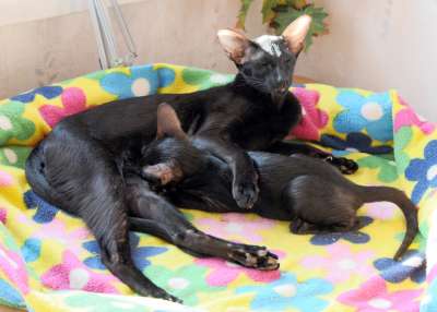 Ориентальная кошка и котенок, окрас черный, возраст 2 месяца