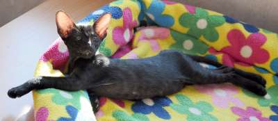 Ориентальный котенок, окрас черный, возраст 2 месяца