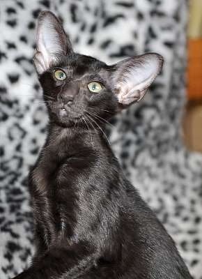 Ориентальная кошечка, окрас черный, возраст 2.5 месяца