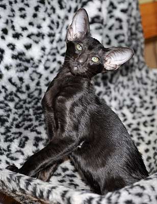 Ориентальная кошечка, окрас черный, возраст 2.5 месяца