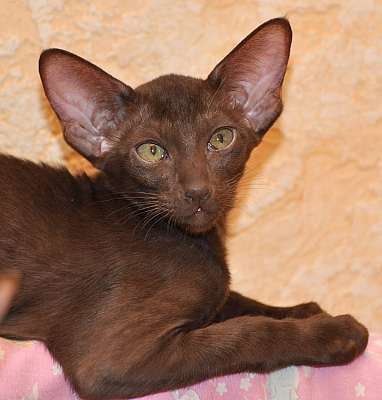 Ориентальный котенок, окрас шоколадный, возраст 3 месяца