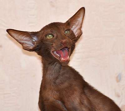 Ориентальный котенок, окрас шоколадный, возраст 3 месяца