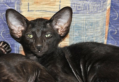 Ориентальный котенок, окрас черный, возраст 3 месяца