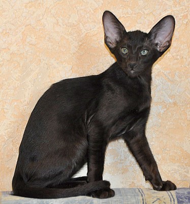 Ориентальный котенок, окрас черный, возраст 3 месяца