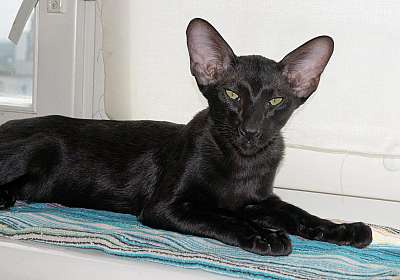 Ориентальный котенок, окрас черный, возраст 4 месяца