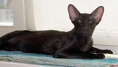 Ориентальный котенок, окрас черный, возраст 4 месяца