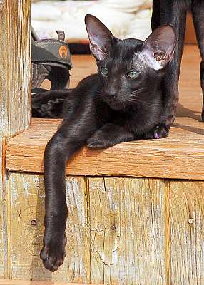 Ориентальный котенок, окрас черный, возраст 3.5 месяца
