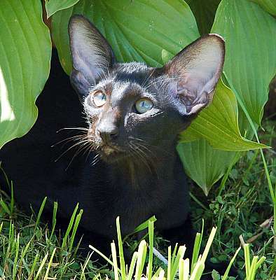 Ориентальный котенок, окрас черный, возраст 3.5 месяца