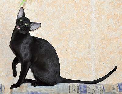 Ориентальный котенок, окрас черный, возраст 5 месяцев