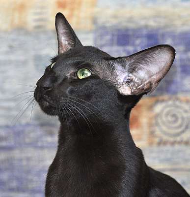Ориентальный котенок, окрас черный, возраст 5 месяцев
