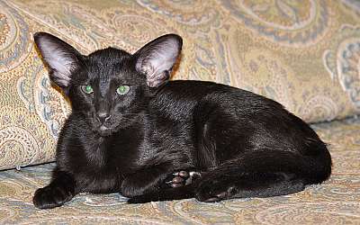 Ориентальная кошка, окрас черный N20150109_200232.jpg