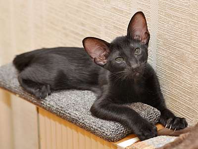 Ориентальная кошка, окрас черный N20150111_164548.jpg