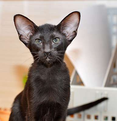 Ориентальная кошка, окрас черный N20150114_184426.jpg