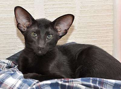 Ориентальная кошка, окрас черный N20150120_095946.jpg