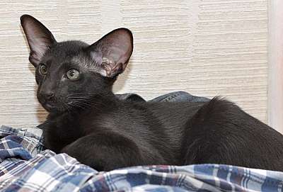 Ориентальная кошка, окрас черный N20150120_100012.jpg