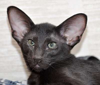 Ориентальная кошка, окрас черный N20150120_100020.jpg