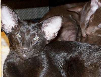 Ориентальная кошка, окрас черный N20150203_192445.jpg
