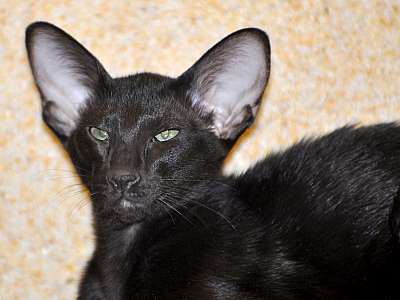 Ориентальная кошка, окрас черный N20150203_203110.jpg
