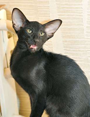 Ориентальная кошка, окрас черный N20150208_130352.jpg