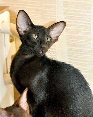 Ориентальная кошка, окрас черный N20150208_130354.jpg