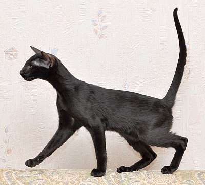 Ориентальная кошка, окрас черный N20150208_172518.jpg