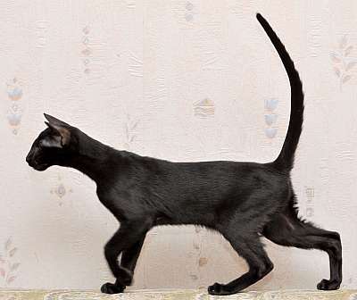 Ориентальная кошка, окрас черный N20150208_172528.jpg
