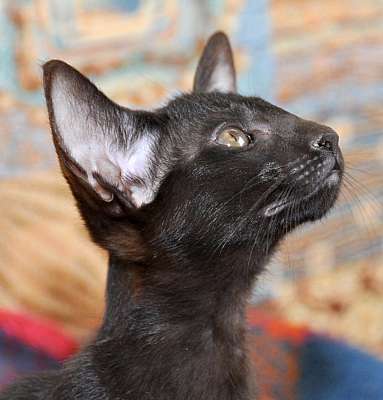 Ориентальный кот, окрас черный  N20150516_141530.jpg