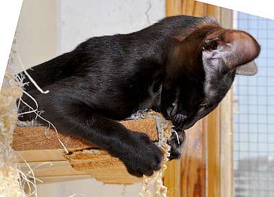 Ориентальный кот, окрас черный  N20150526_093652.jpg