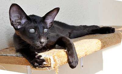 Ориентальный кот, окрас черный  N20150526_093726.jpg
