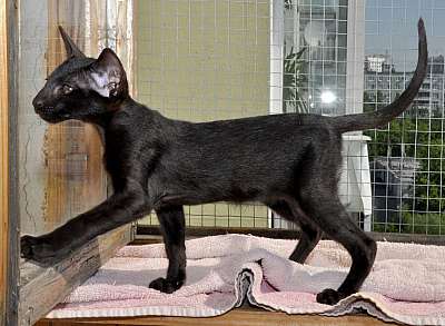 Ориентальный кот, окрас черный  N20150526_094038.jpg