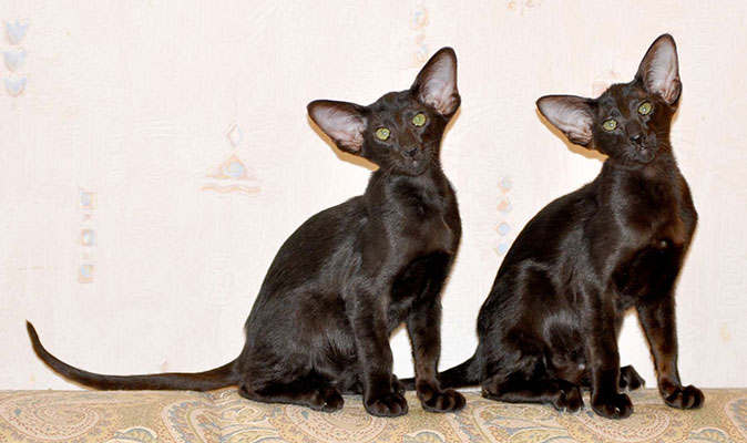 Ориентальные котята, окрас черный n20150711_181518.jpg