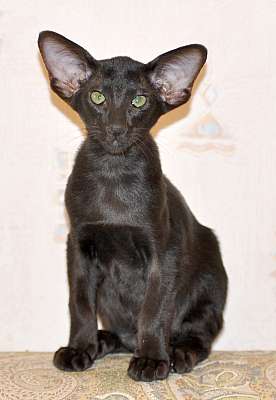Ориентальные котята, окрас черный 1n20150711_181336.jpg