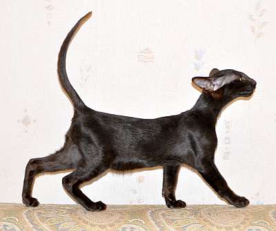 Ориентальные котята, окрас черный 1n20150711_181414.jpg