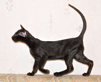 Ориентальные котята, окрас черный 1n20150711_181422.jpg