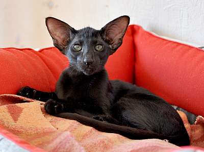 Ориентальные котята, окрас черный 2n20150708_093612.jpg