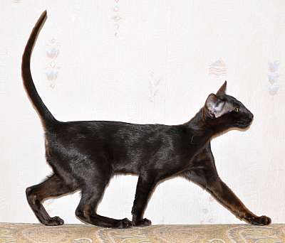 Ориентальные котята, окрас черный 2n20150711_181448.jpg