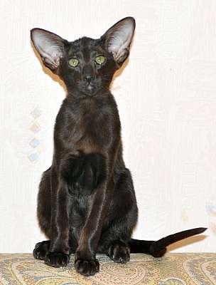 Ориентальные котята, окрас черный 2n20150711_181610.jpg