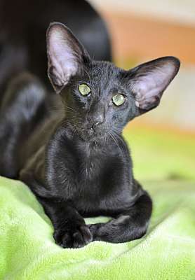Ориентальный котенок, окрас черный  n20150808_115040.jpg