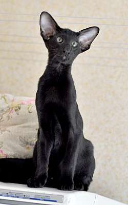 Ориентальный котенок, окрас черный  n20150808_115044.jpg