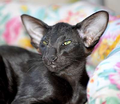 Ориентальный котенок, окрас черный  n20150808_150938.jpg