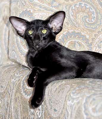 Ориентальный котенок, окрас черный  n20150809_152130.jpg