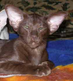 Aron Sam Catori, oriental chocolate male cat