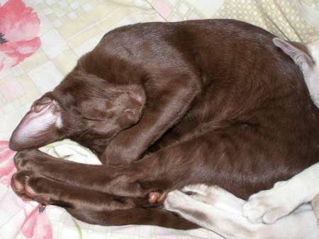 Oriental black male kitten