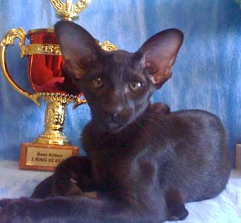 Balivia Sweety Catori, oriental black female cat