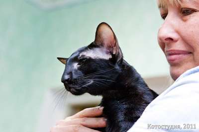 Oriental black male cat